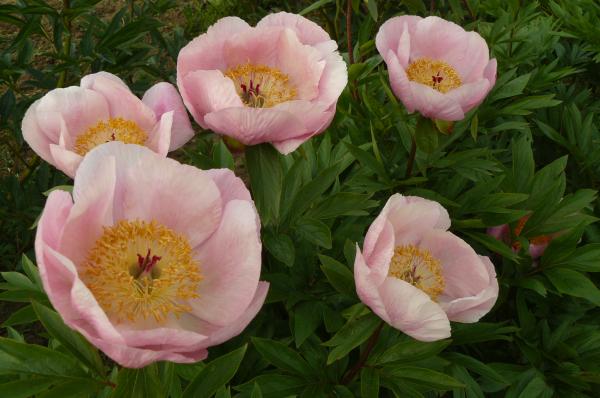 Pfingstrose Roselette, Paeonia Hybride